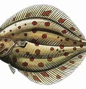 Image result for Flatfish Species