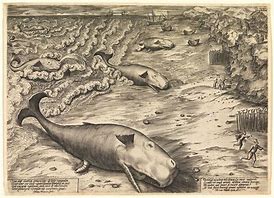 Image result for Medieval Marine Mammals