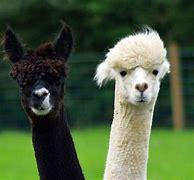 Image result for Purple Alpaca