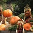 Image result for Fall Scarecrow