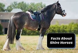 Image result for Shire Horse Saddle