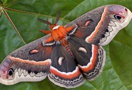 Image result for Cecropia Moth Female