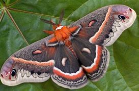 Image result for Pretty Moth Species