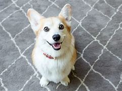 Image result for Best Corgi