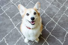 Image result for Adorable Corgi