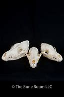 Image result for Coyote Skull Identification