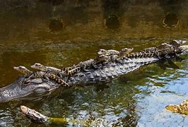 Image result for Alligator