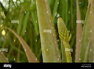 Image result for Aloe Vera Plant Flower