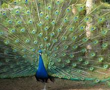 Image result for Peacock Feather Fan