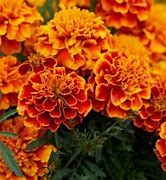 Image result for Good Morning Marigold Flowers