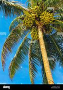 Image result for Sri Lanka Coconut Tree