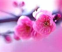 Image result for Pink Long Flowers