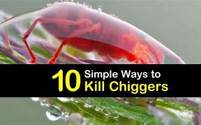 Image result for Chiggers On Patio