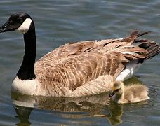 Image result for Branta