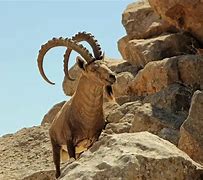 Image result for Mega Neon Ibex