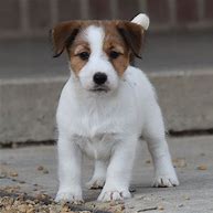 Image result for Russell Terrier