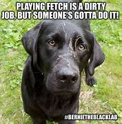 Image result for Black Lab Dog Memes