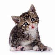 Image result for Kitten Lion Puddle Reflection PNG