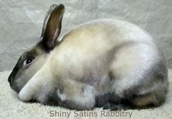 Image result for Siamese Rabbit