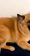 Image result for German Shepherd Mixed Breeds