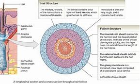 Image result for Hair Follicle Anatomy