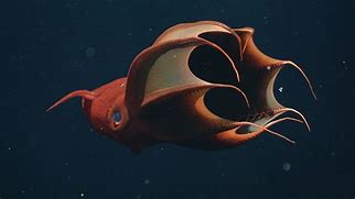 Image result for Vampire Squid