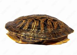 Image result for Turtle Shell Item