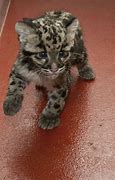 Image result for Clouded Leopard Babies