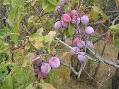 Image result for American Wild Plum Tree