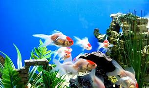 Image result for Sea Fish Aquarium