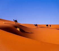 Image result for Wolves in Morocco