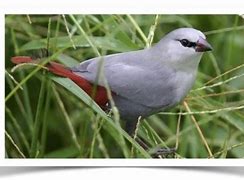 Image result for Waxbill Finch Nest