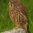 Image result for Kestrel in Tree Top