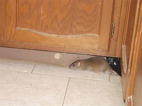 Image result for Fat Rat in Kitchen