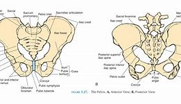 Image result for Pelvic Girdle Lower Limbs