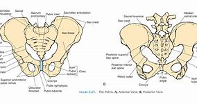 Image result for Skeletal System Pelvic Girdle