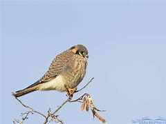 Image result for Kestrel in Tree Top