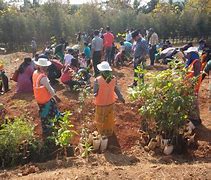 Image result for Afforestation