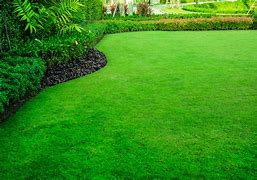 Image result for Bright Green Grass in Lawn