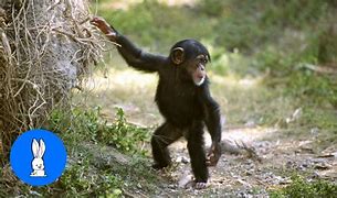 Image result for Little Naps Chimp