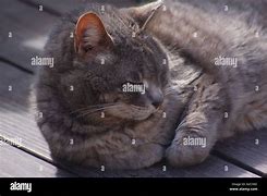 Image result for Grey House Cat