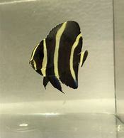 Image result for Black Angelfish Saltwater