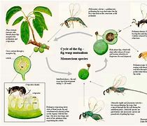 Image result for Fig Wasp Cycle