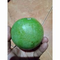 Image result for Buah Pulai