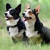 Image result for Corgis in Jeans