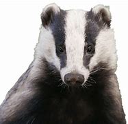 Image result for Badger Logo.png