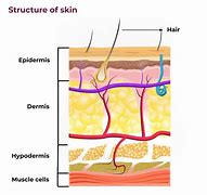 Image result for Skin Diagram Esthetics