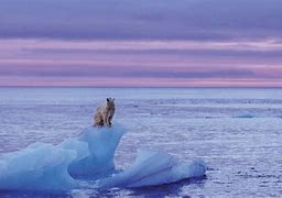 Image result for Polar Bear Global Warming