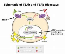 Image result for TSH Receptor Antibodies