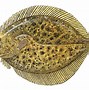 Image result for Flatfish Species